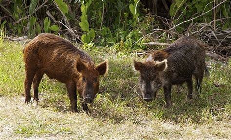 B c hunters get okay to kill feral pigs 4919764 - Jun 18, 2022 · In North America, feral swine populations are usually some combination of true Eurasian wild boars and escaped domestic pigs, and the varied look of wild pigs in Canada reflects this mixed genealogy. 